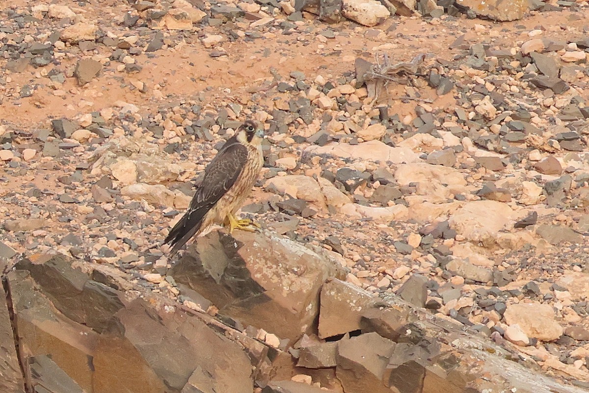 Peregrine Falcon (Barbary) - ML646712502