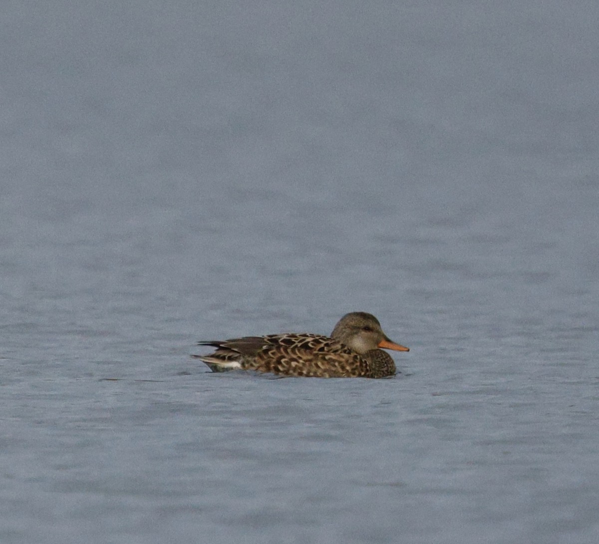 Серая утка - ML646712503