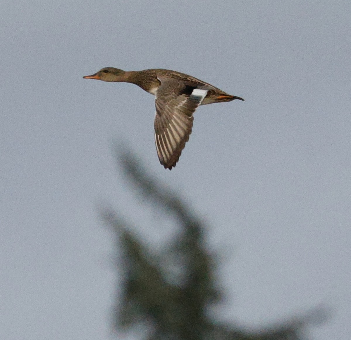 Серая утка - ML646712504