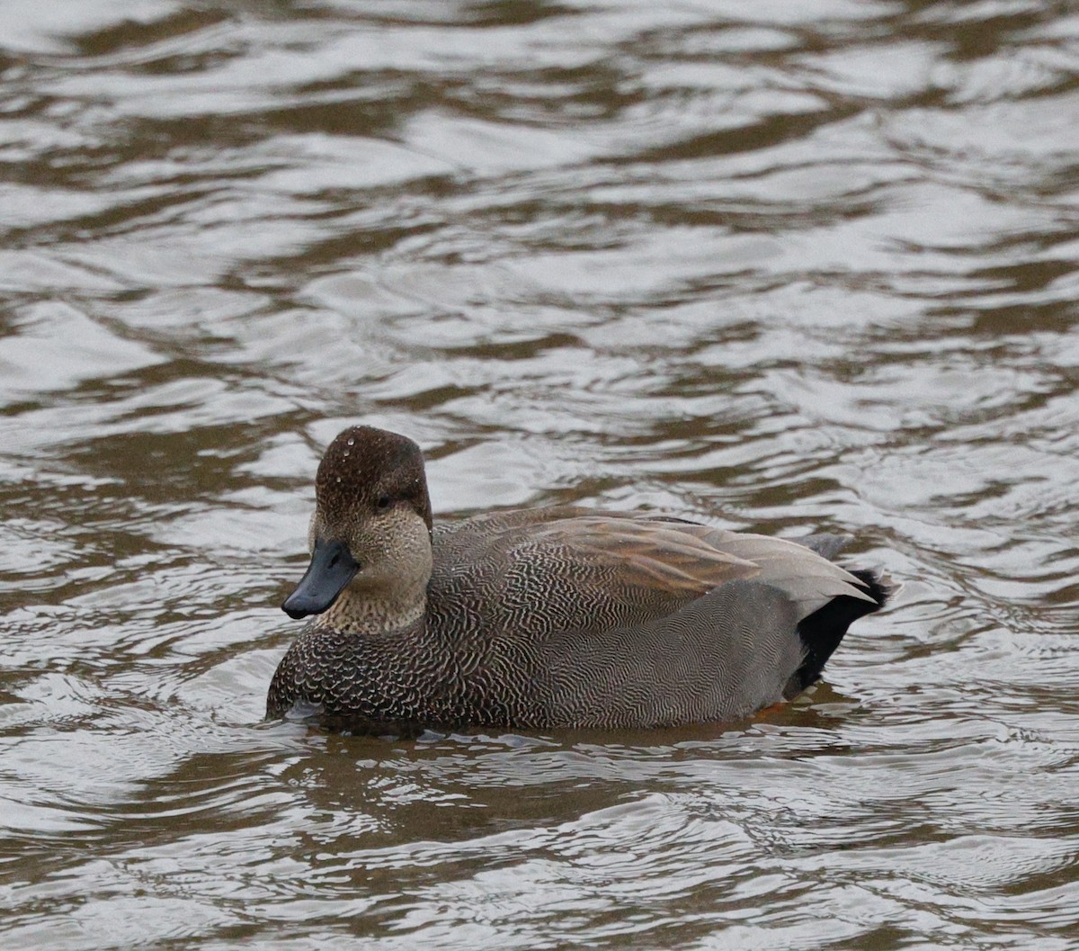 Серая утка - ML646712505