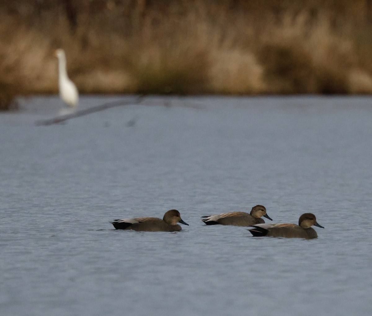 Серая утка - ML646712506