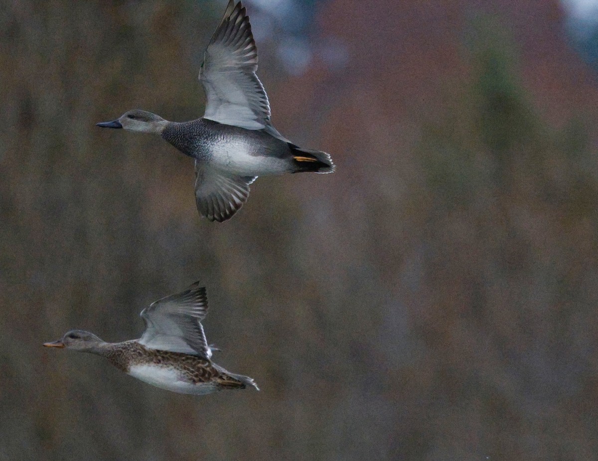 Серая утка - ML646712507