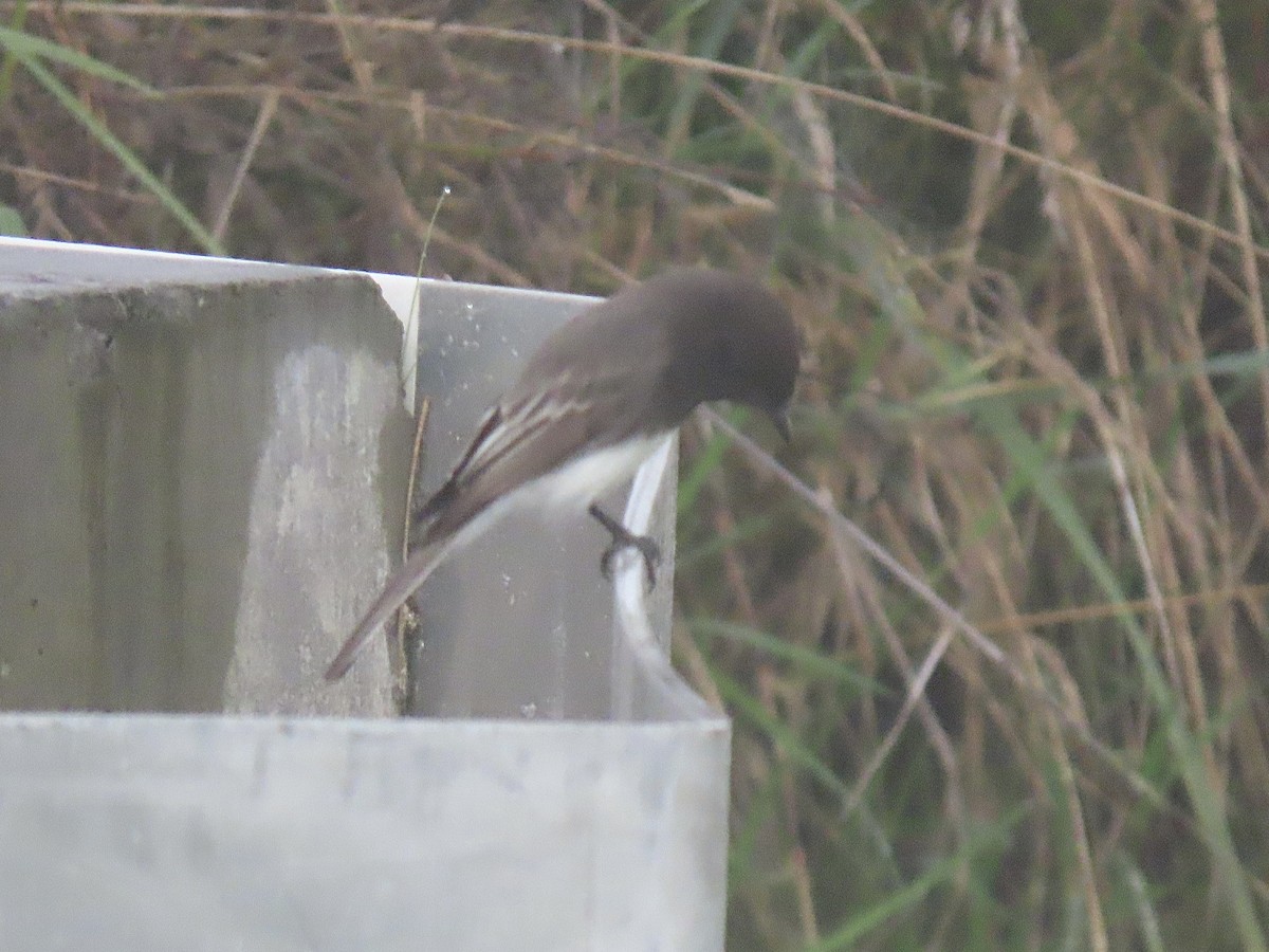 Black Phoebe - ML646712513