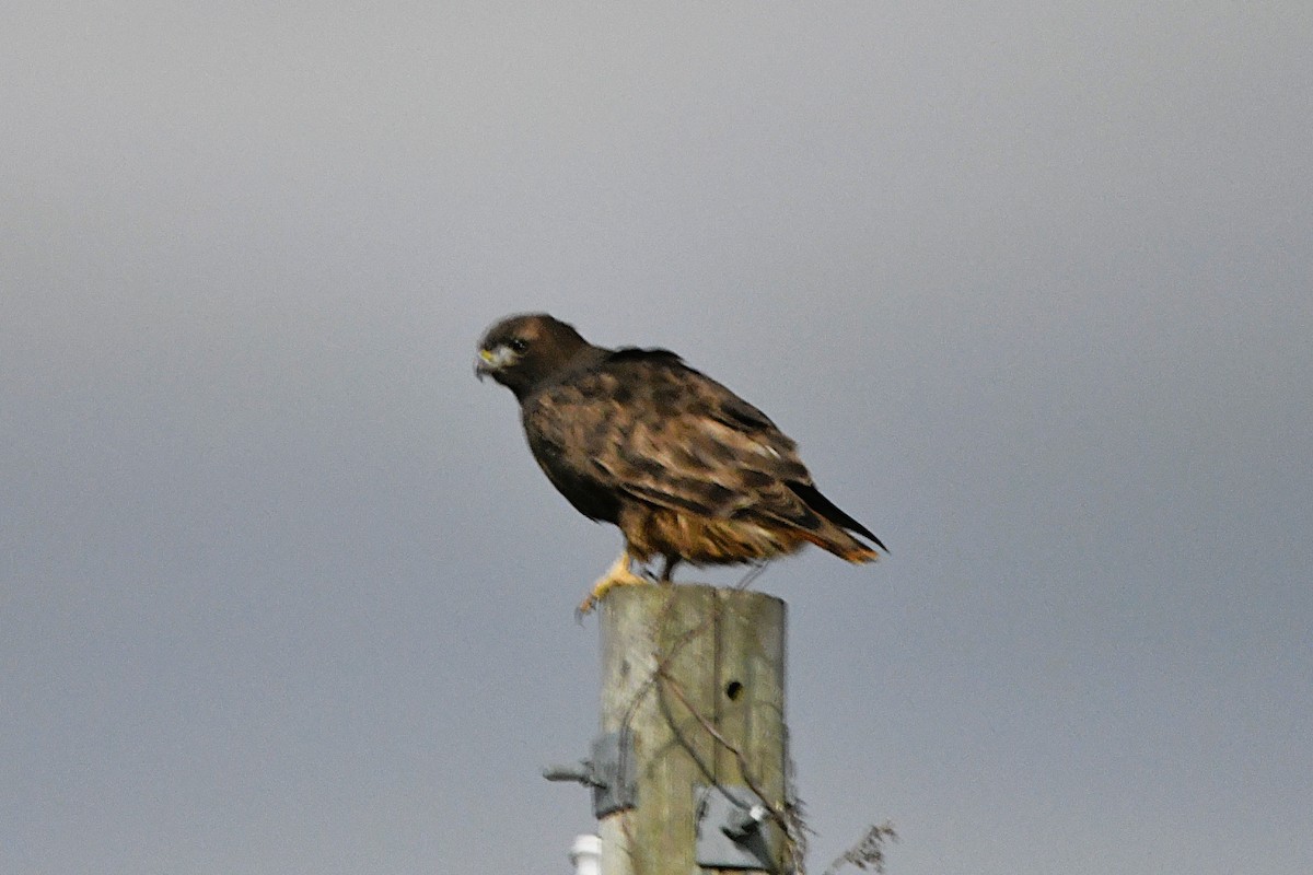 Kızıl Kuyruklu Şahin (abieticola) - ML646712514