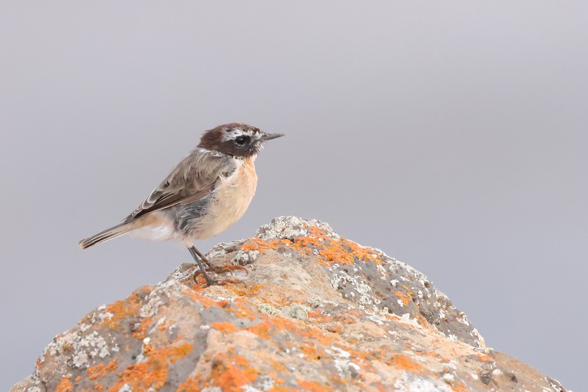 Fuerteventura Stonechat - ML646712515