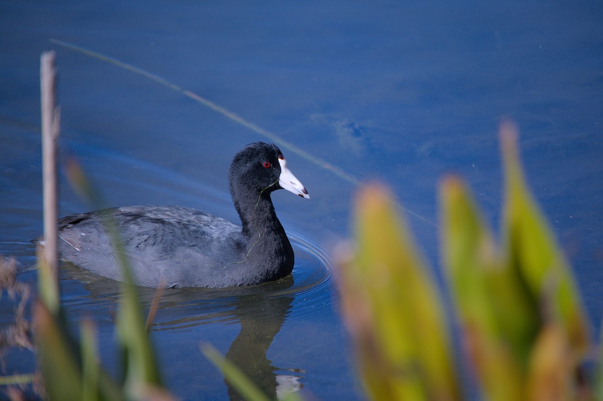 American Coot - ML646712516