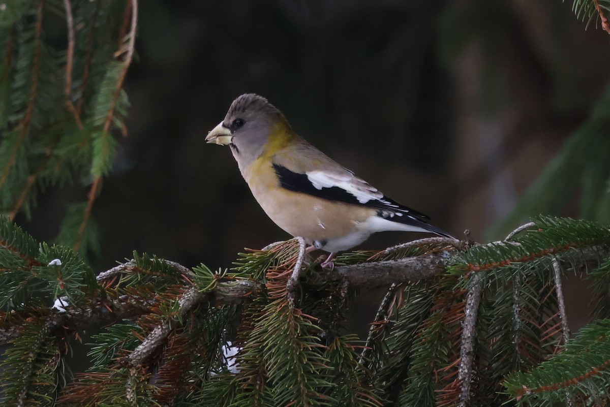 Abendkernbeißer - ML646712517