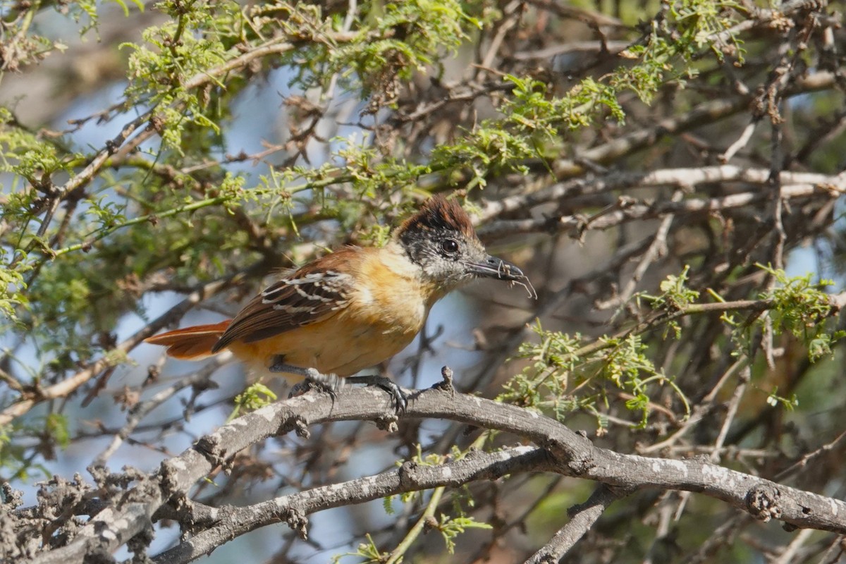 Collared Antshrike - ML646712518