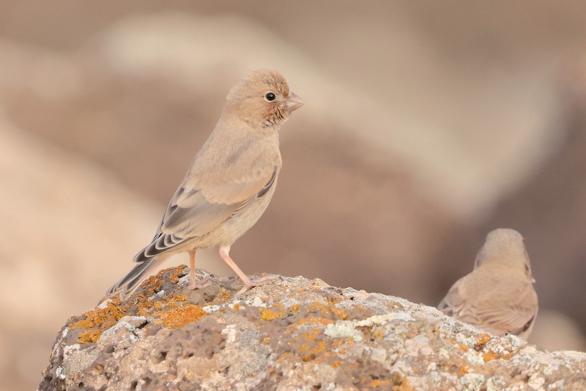 Trumpeter Finch - ML646712521