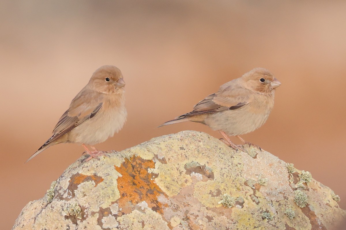 Trumpeter Finch - ML646712522