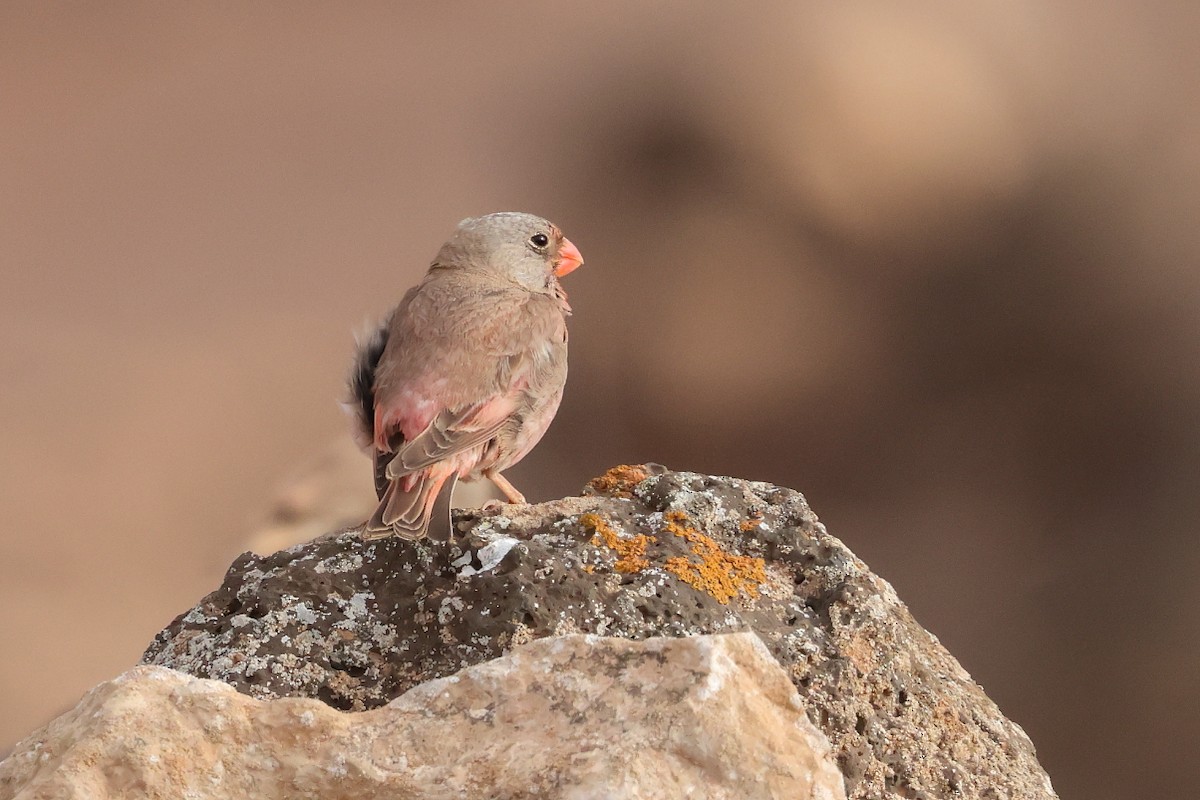 Trumpeter Finch - ML646712523