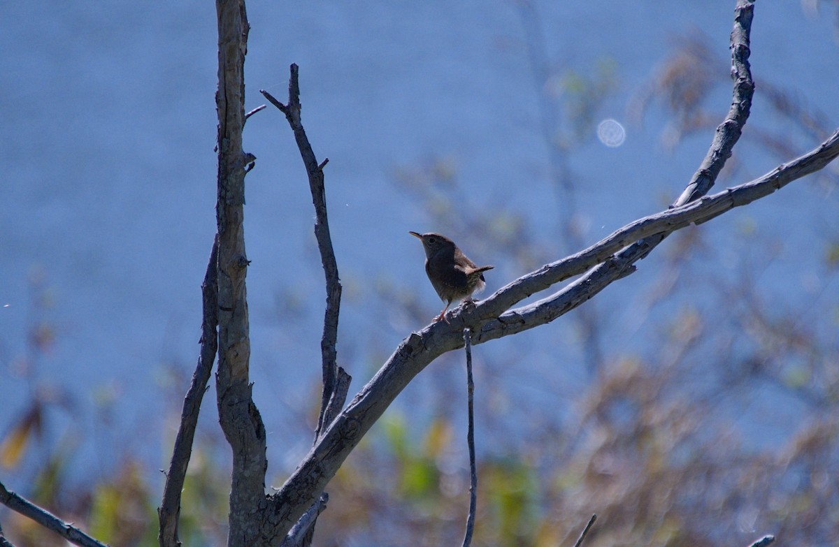 Northern House Wren - ML646712527