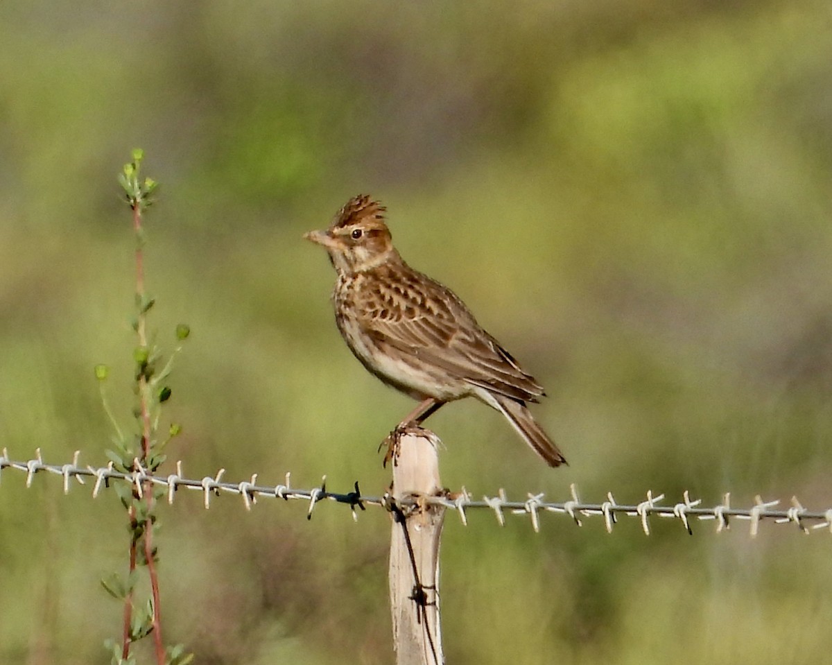 Dickschnabellerche - ML646712528