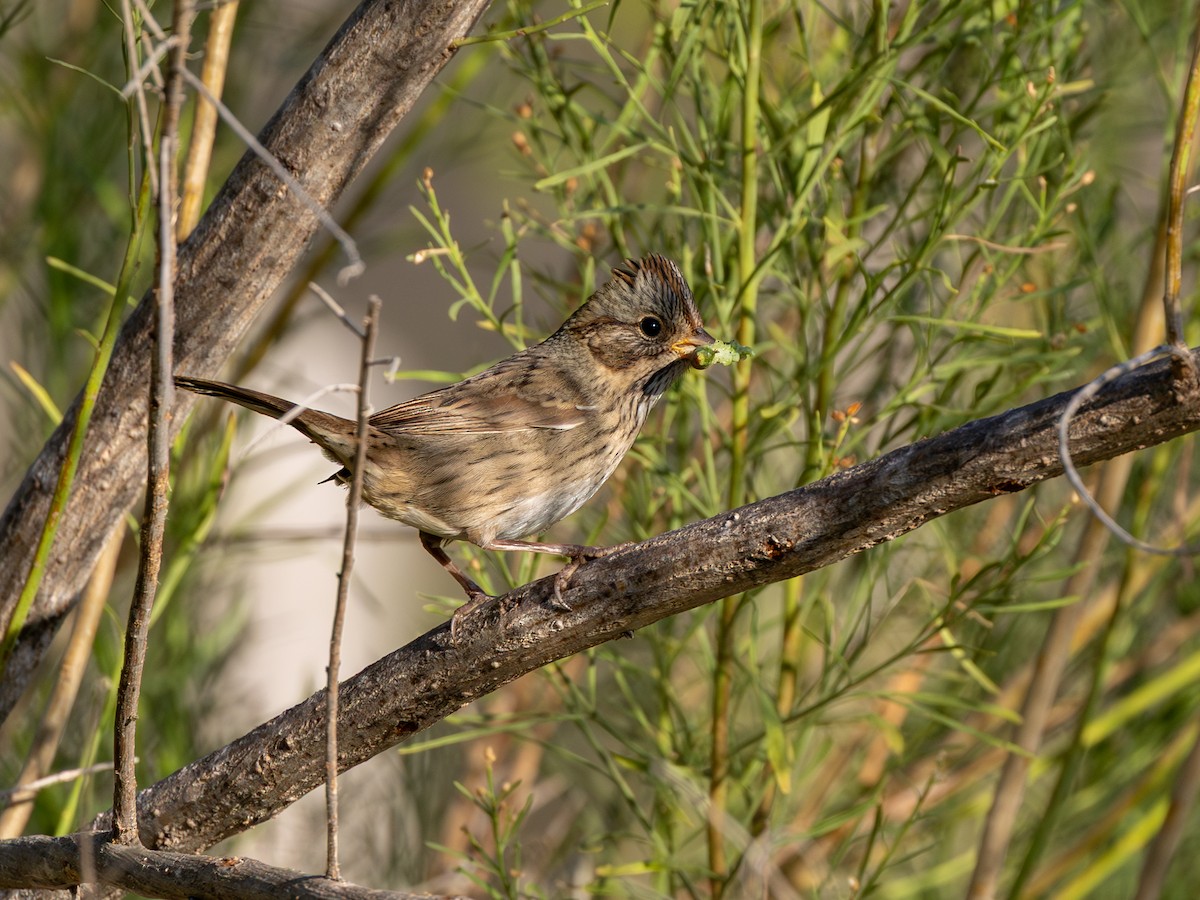 strnadec pruhohlavý - ML646712529