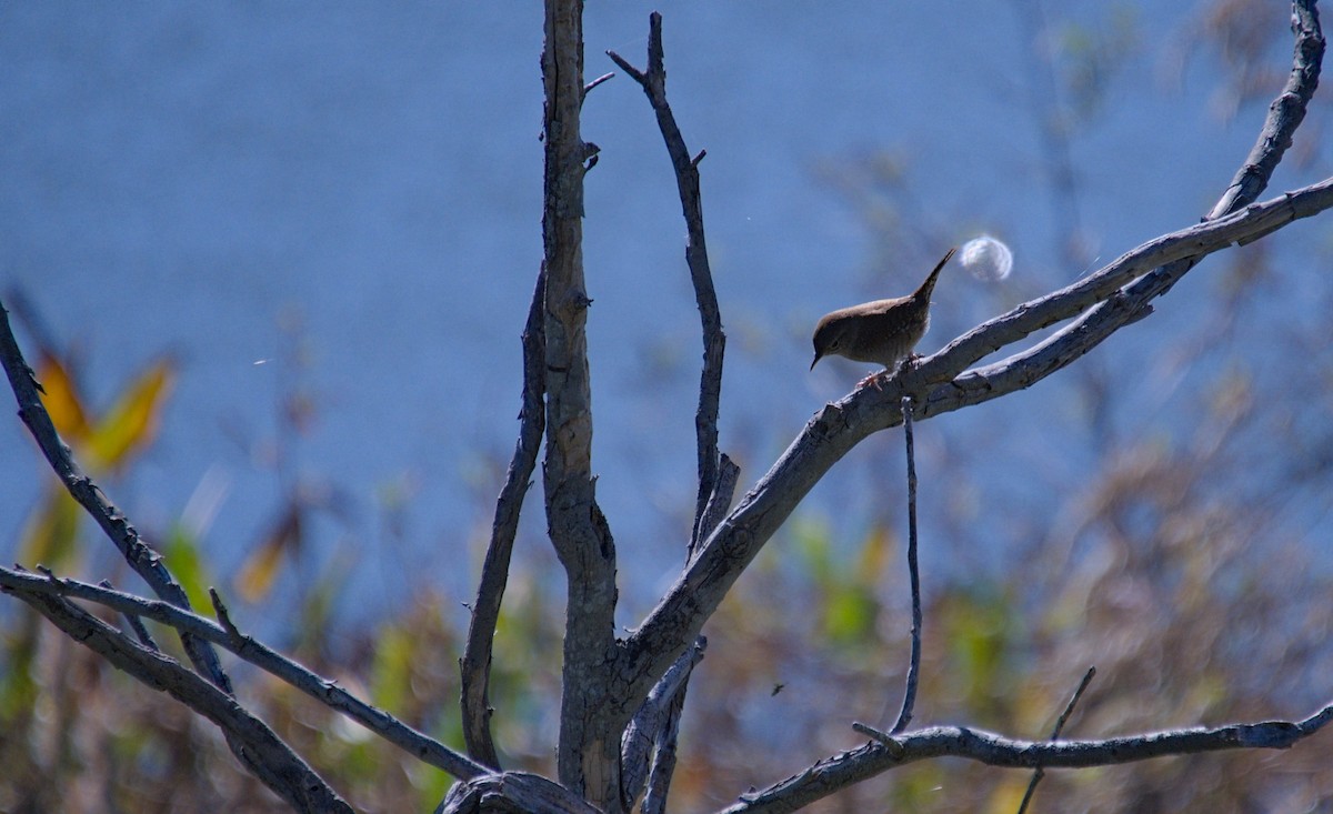 Northern House Wren - ML646712531