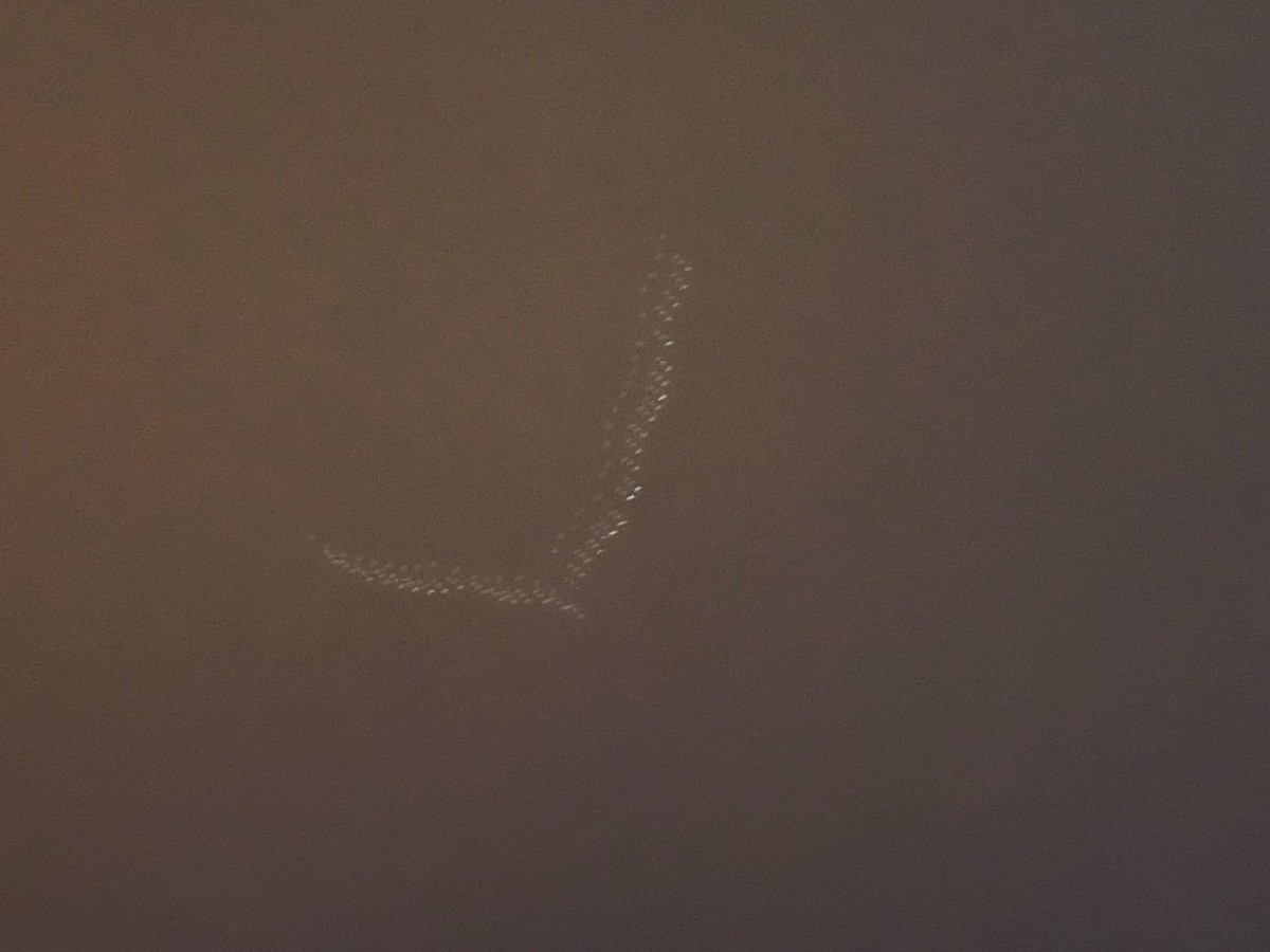 Snow Goose - ML646712533