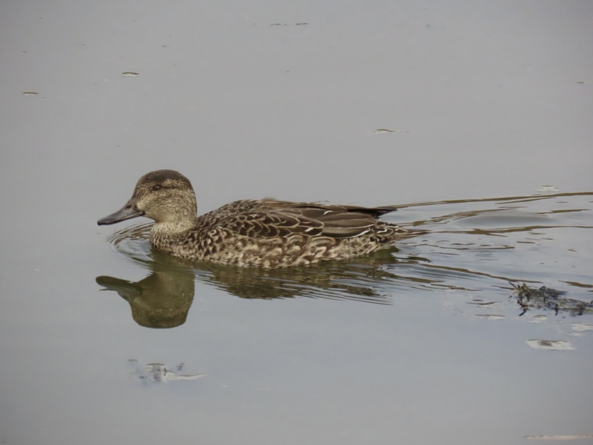 Green-winged Teal - ML646712534