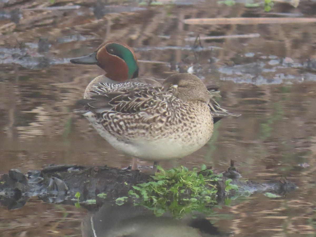 Green-winged Teal - ML646712535