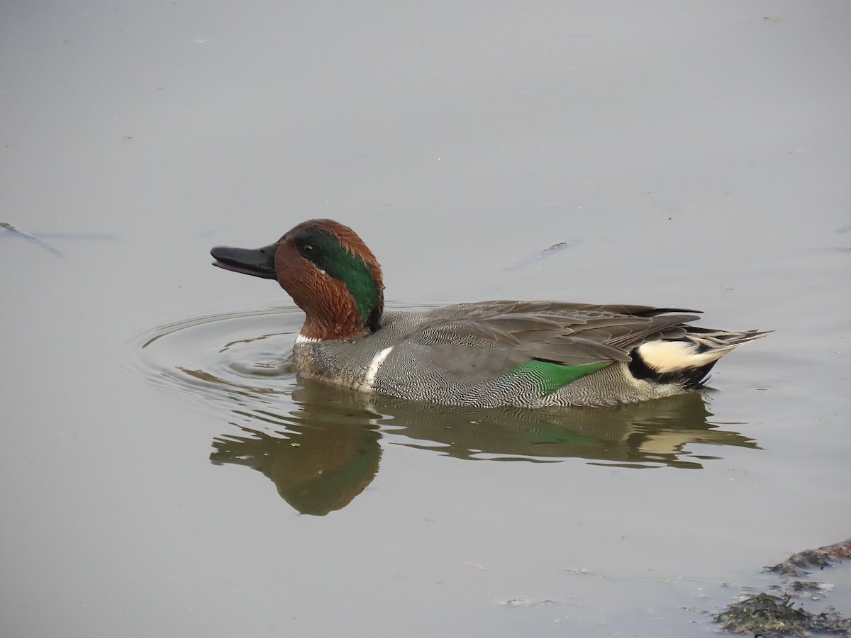 Green-winged Teal - ML646712536