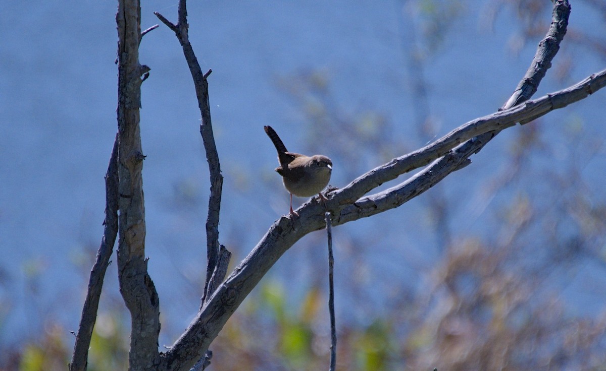 Northern House Wren - ML646712537