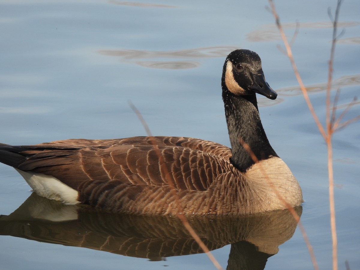 Canada Goose - ML646712538