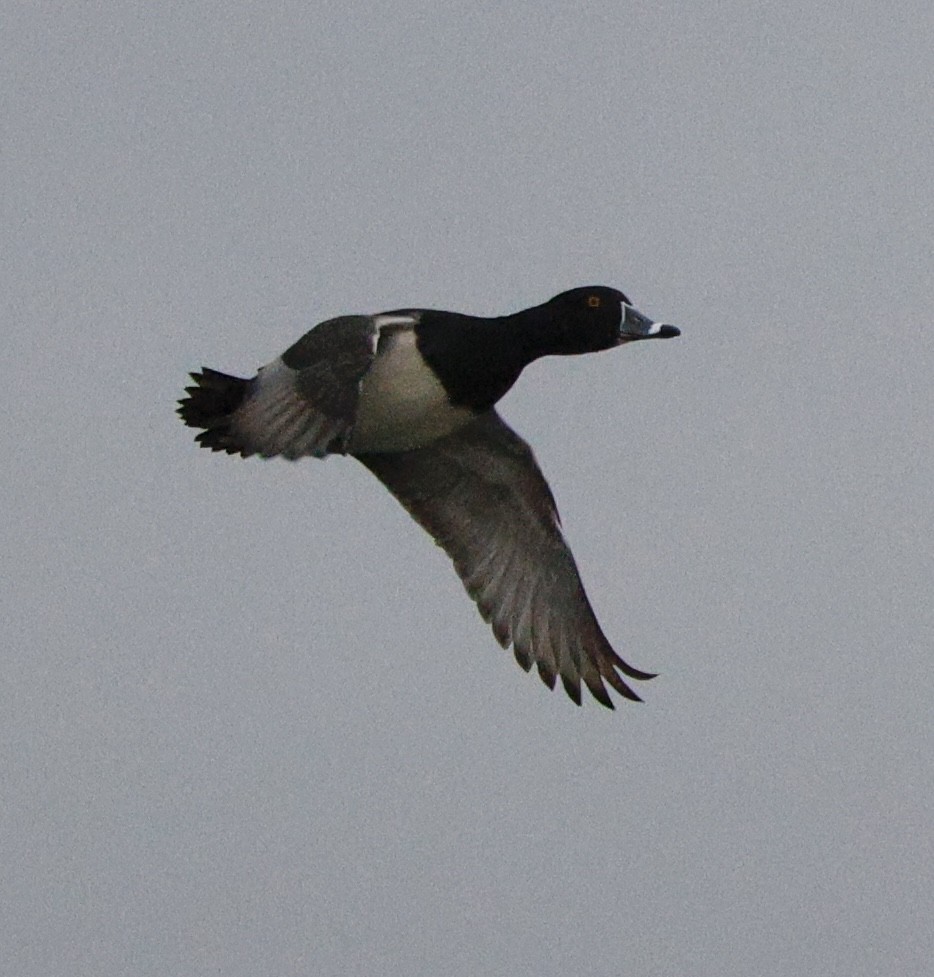 Ring-necked Duck - ML646712539
