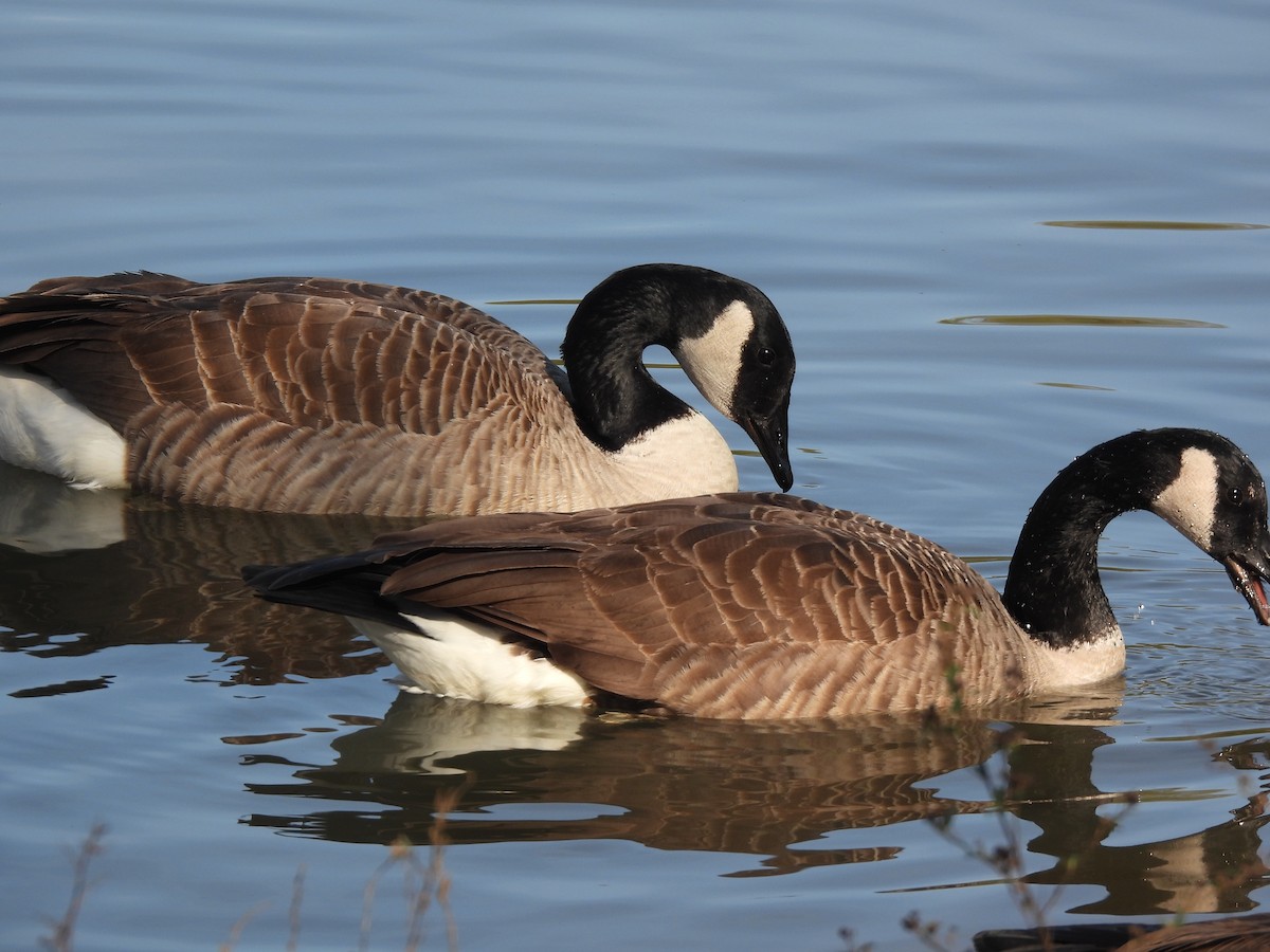 Canada Goose - ML646712540