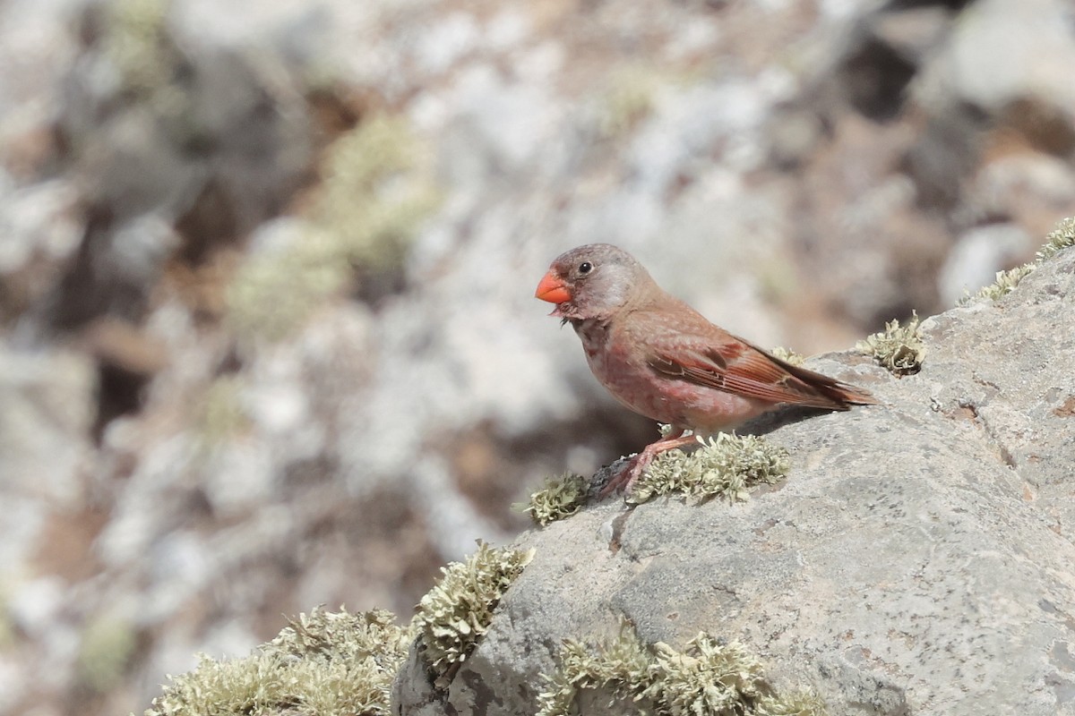 Trumpeter Finch - ML646712541