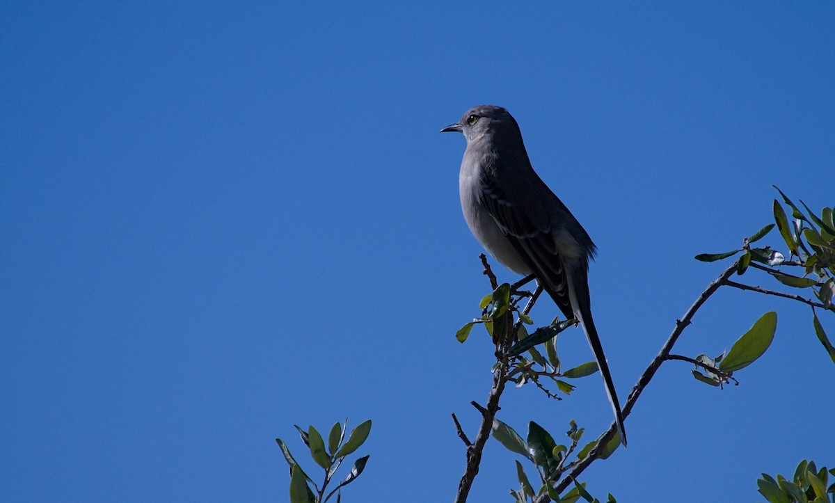 Northern Mockingbird - ML646712542