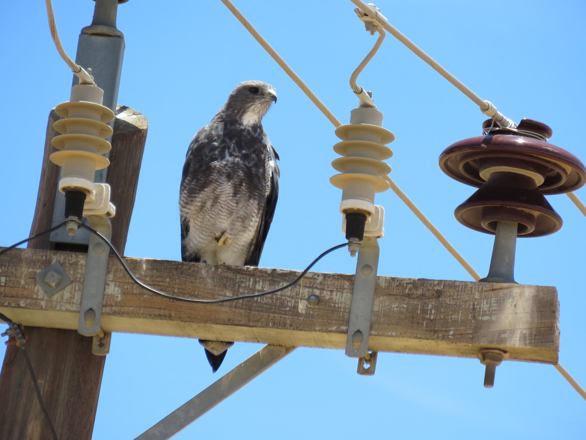 Variable Hawk (Puna) - ML646712543