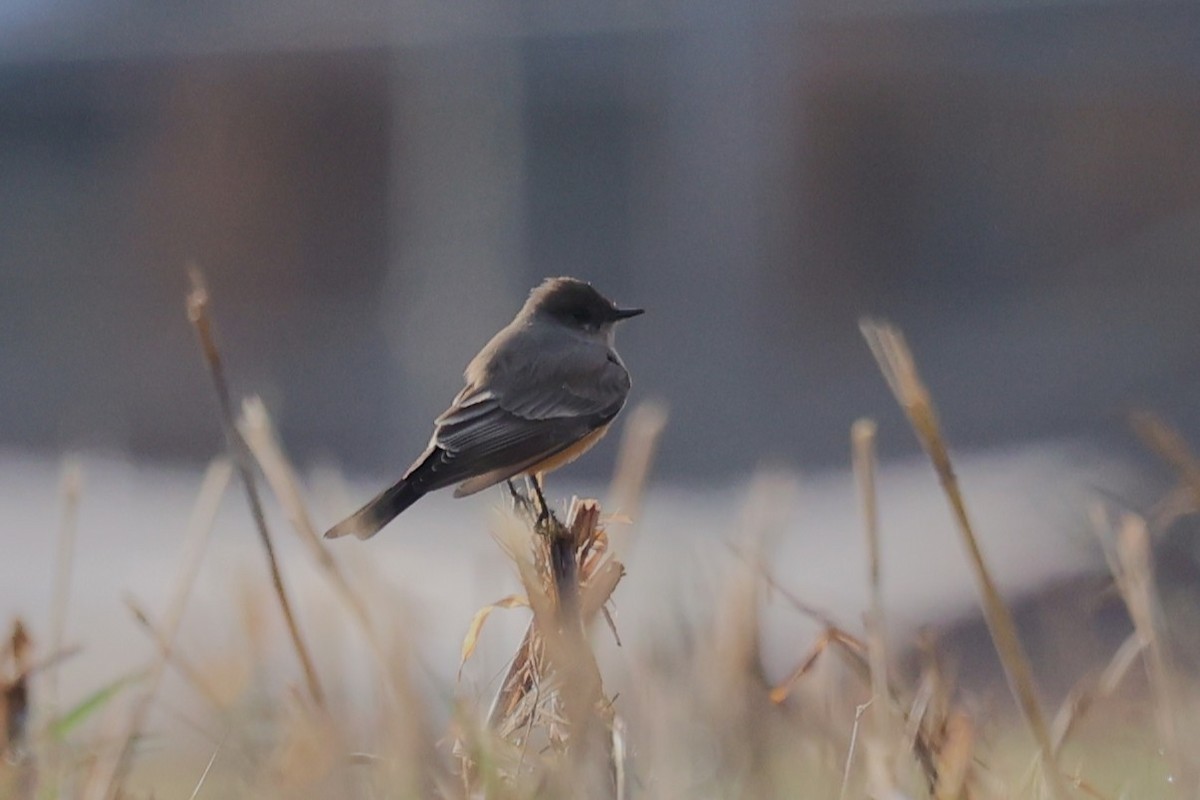 Say's Phoebe - ML646712544