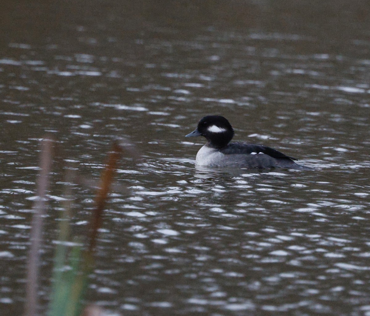 Bufflehead - ML646712545