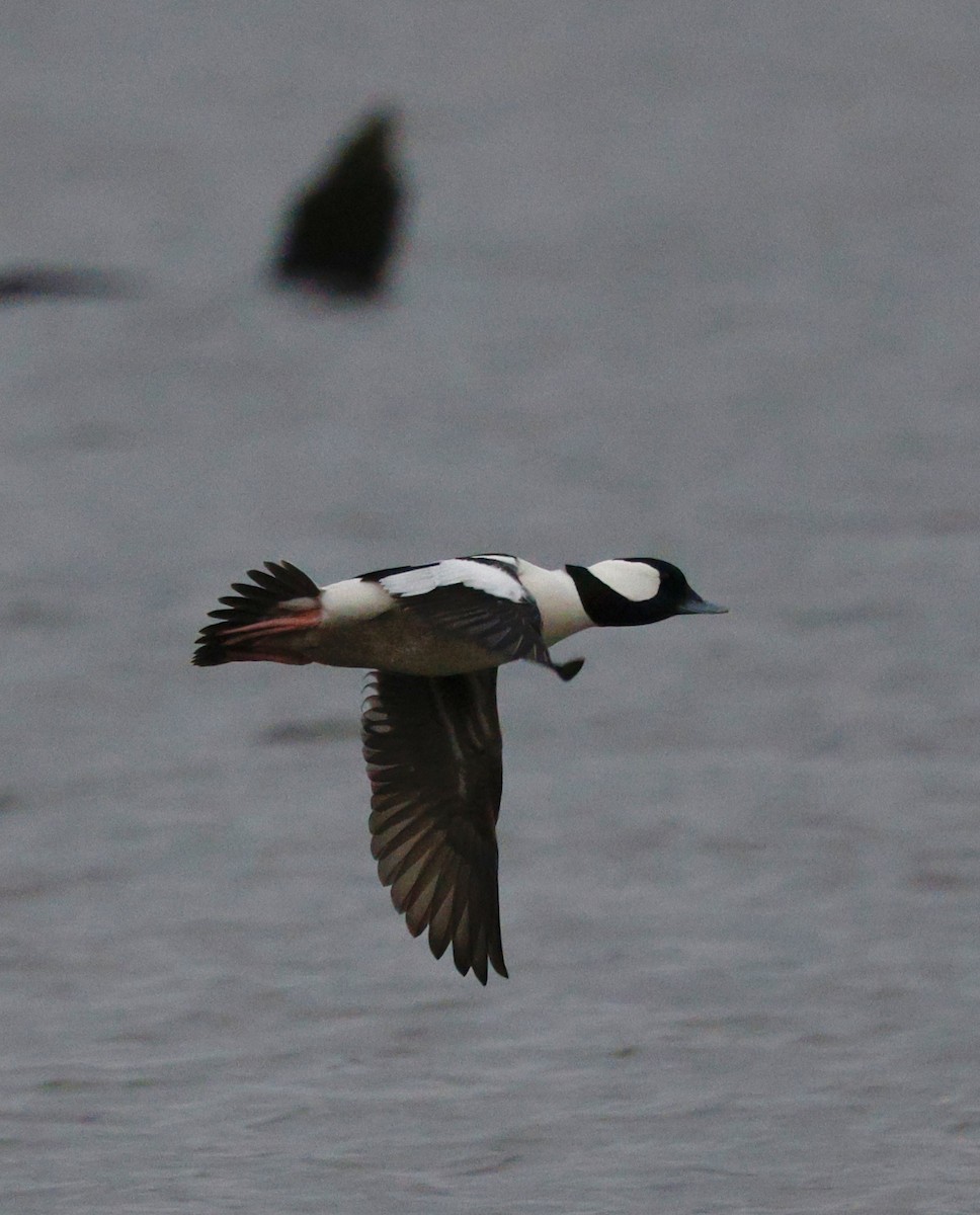 Bufflehead - ML646712546