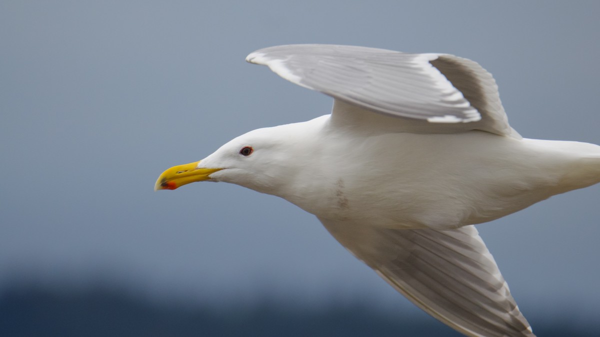 Western x Glaucous-winged Gull (hybrid) - ML646712547