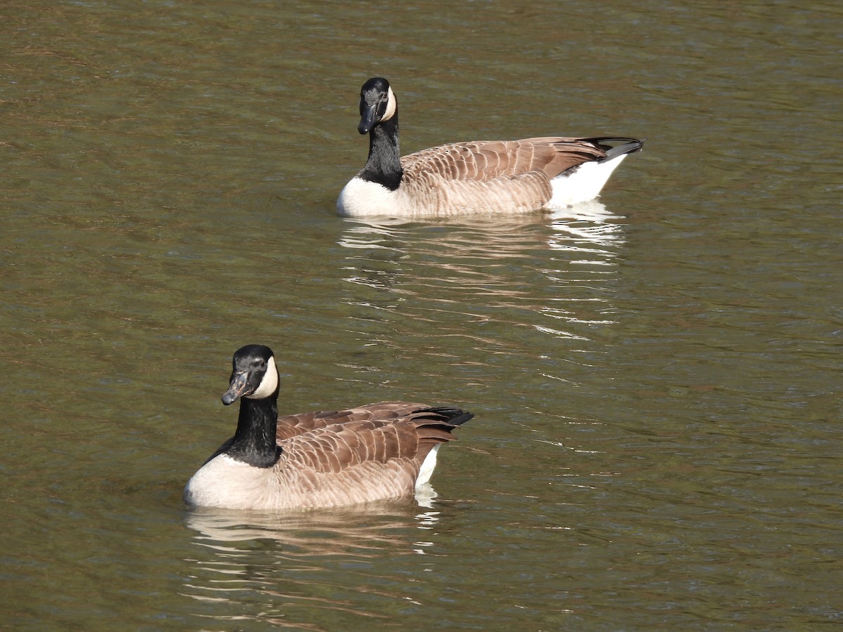 Canada Goose - ML646712550