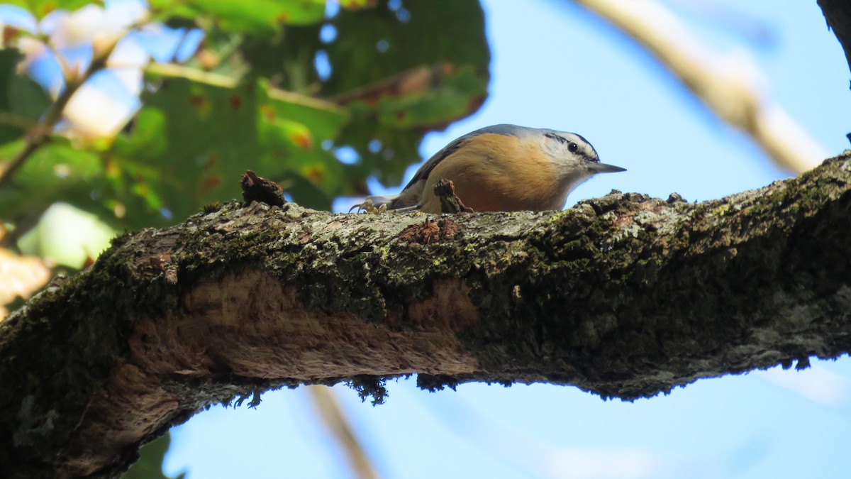 Algerian Nuthatch - ML646712554