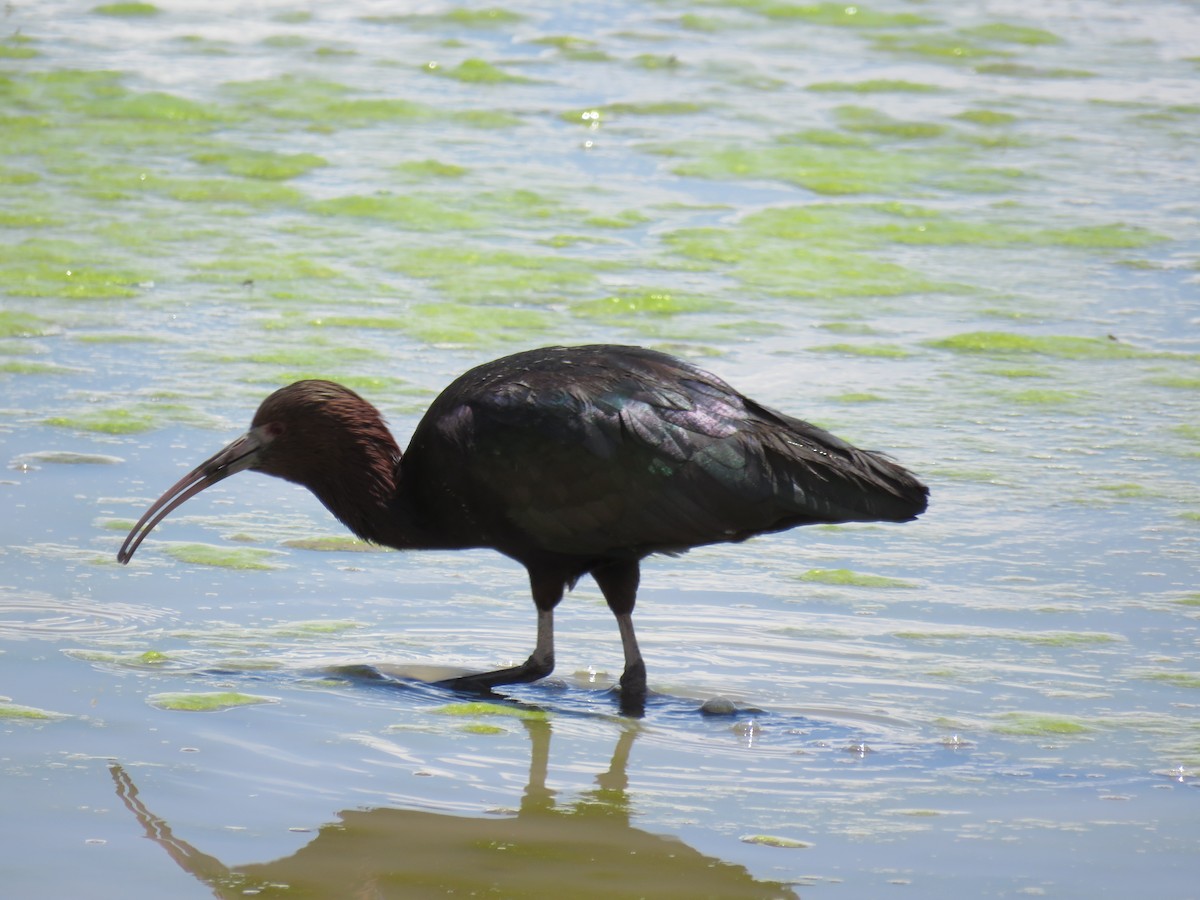 Puna Ibis - ML646712557