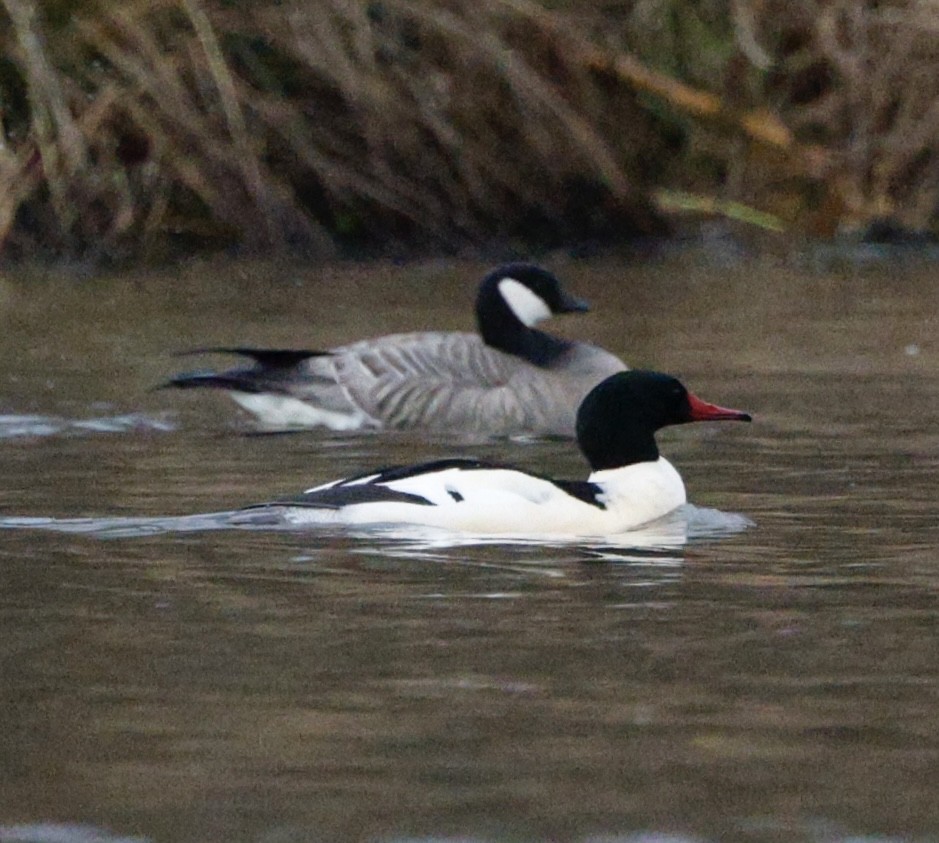 Common Merganser - ML646712559