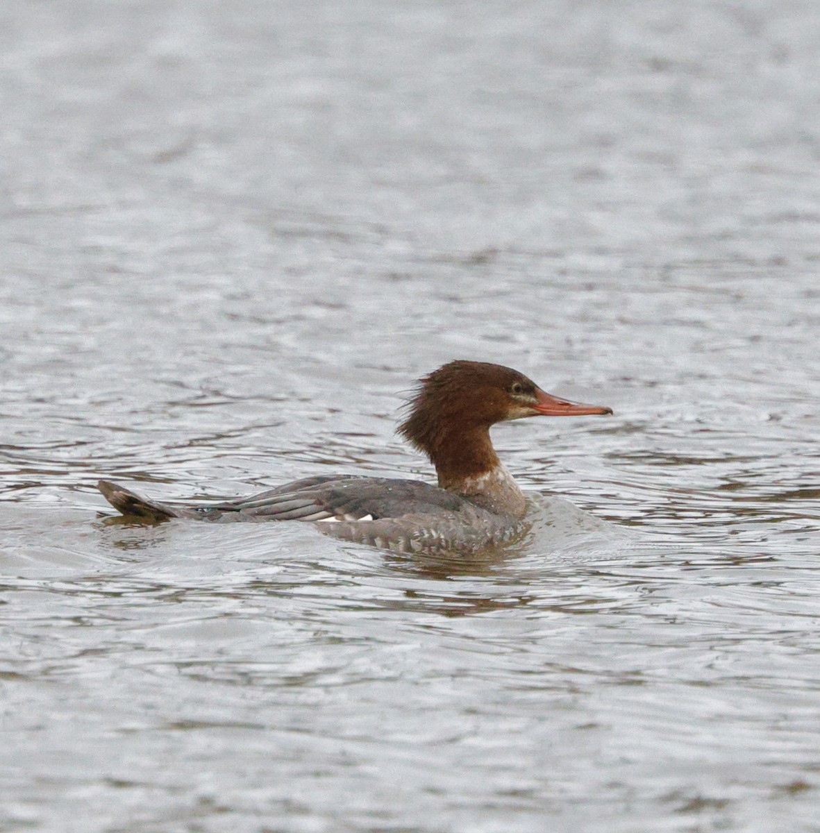 Common Merganser - ML646712560