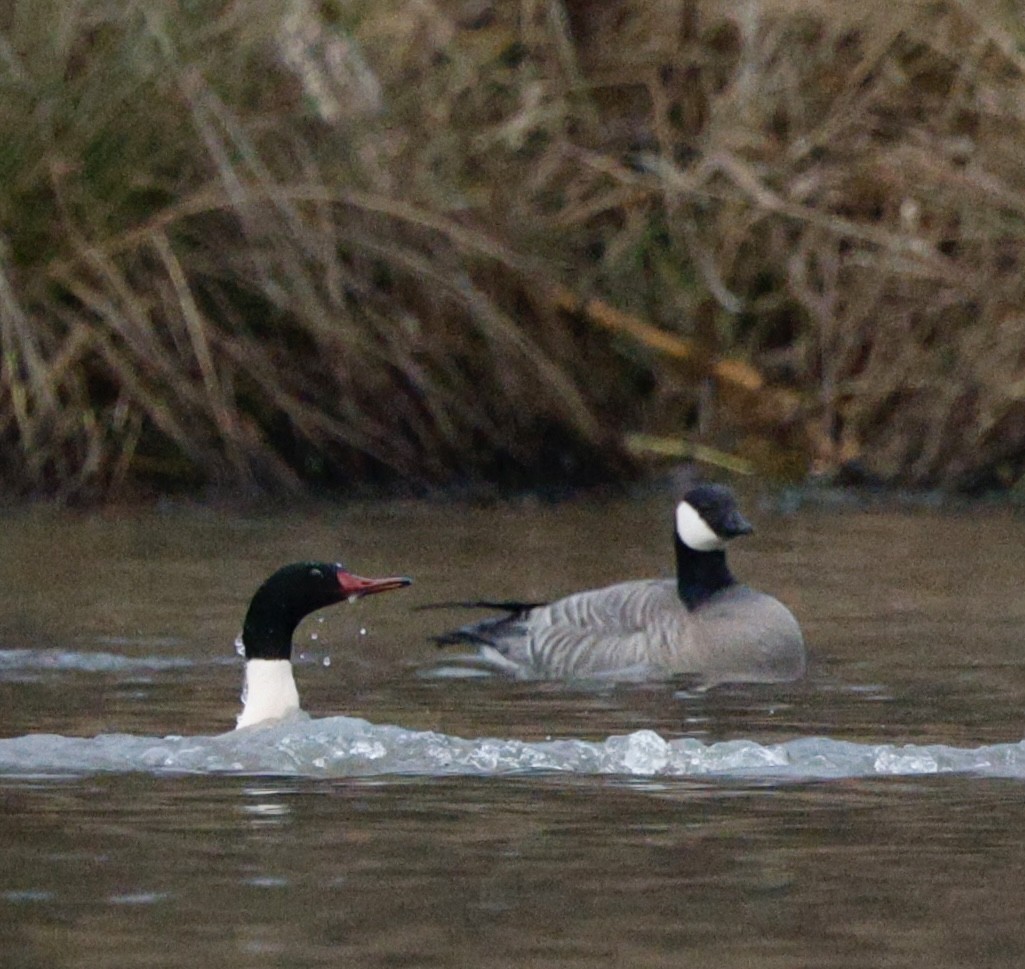 Common Merganser - ML646712561
