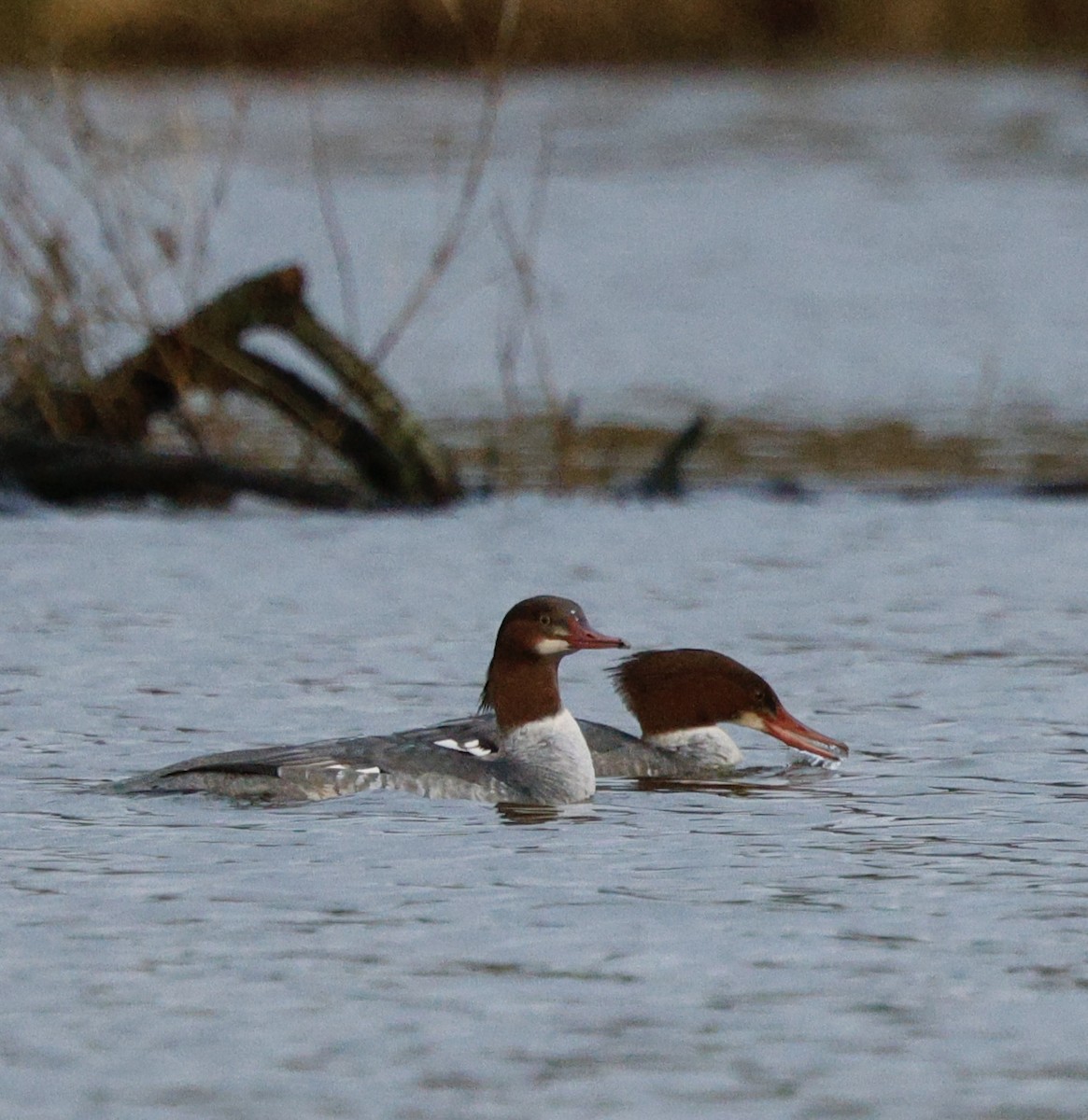Common Merganser - ML646712562