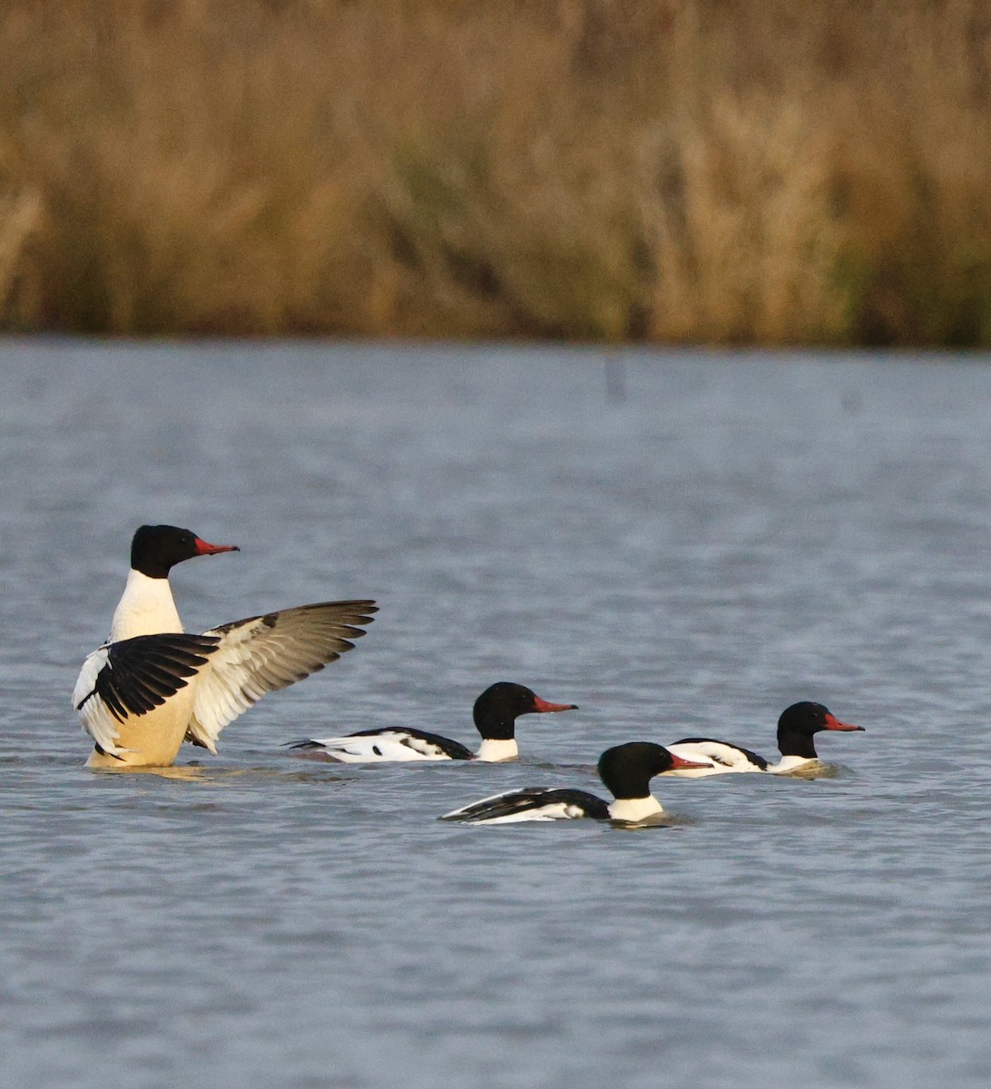 Common Merganser - ML646712563