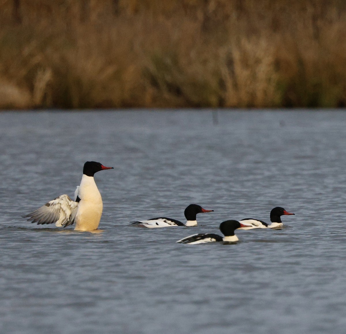 Common Merganser - ML646712564