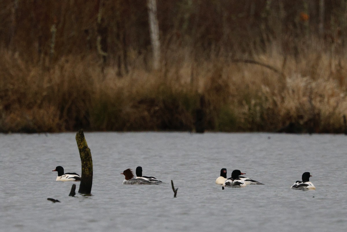 Common Merganser - ML646712565