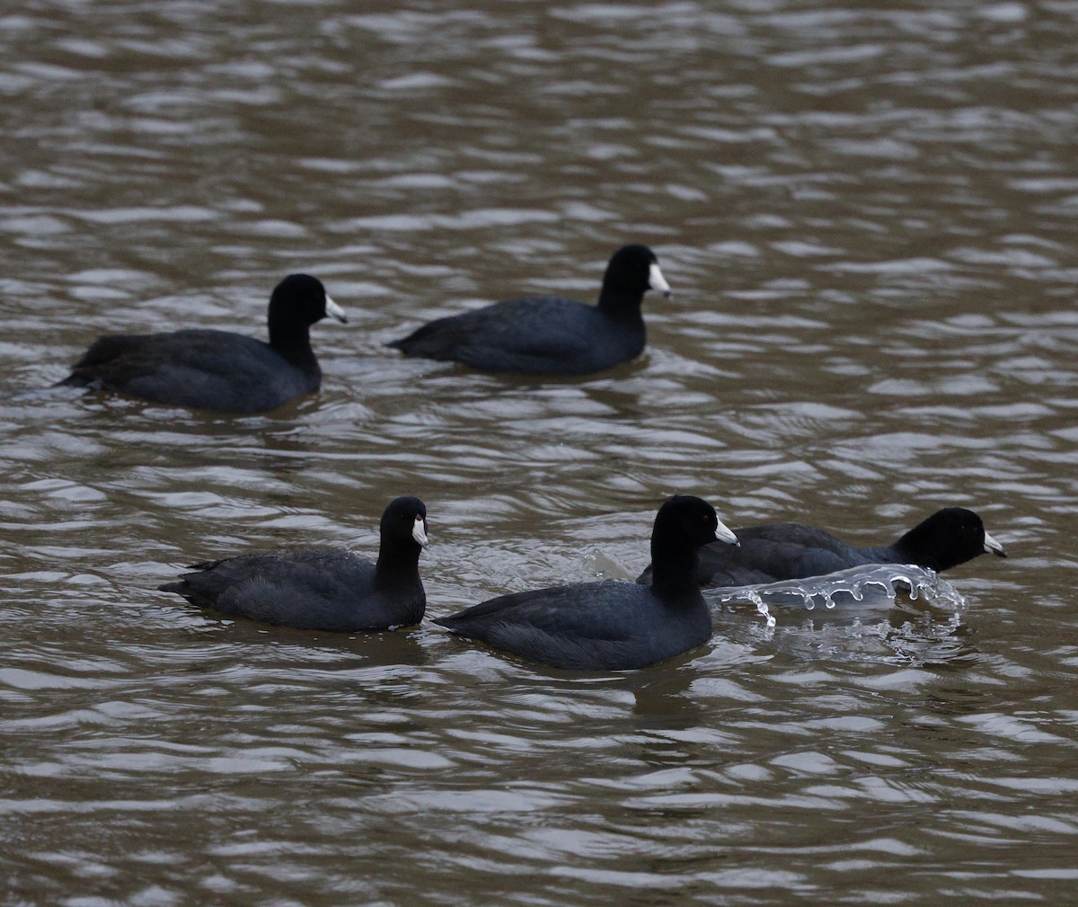 Лиска американська - ML646712567