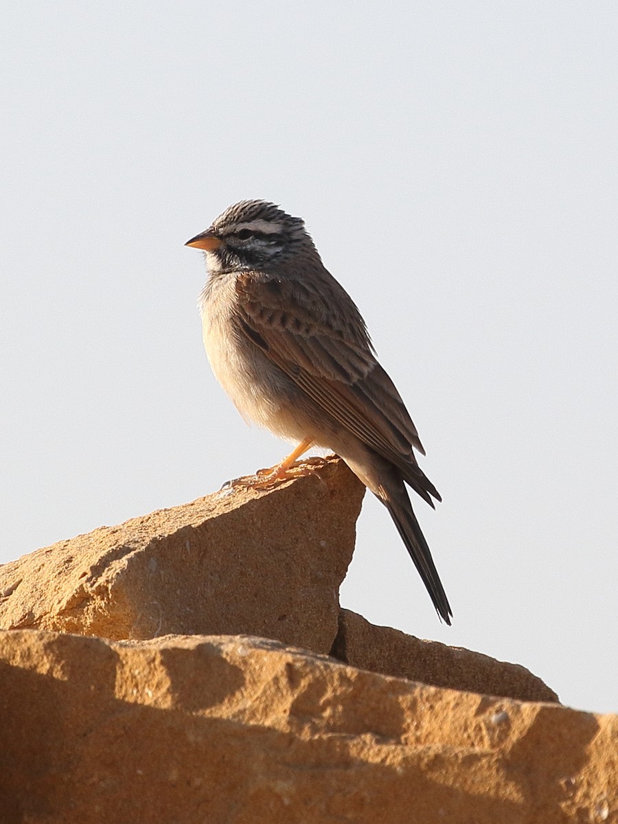 ravinespurv - ML646712568