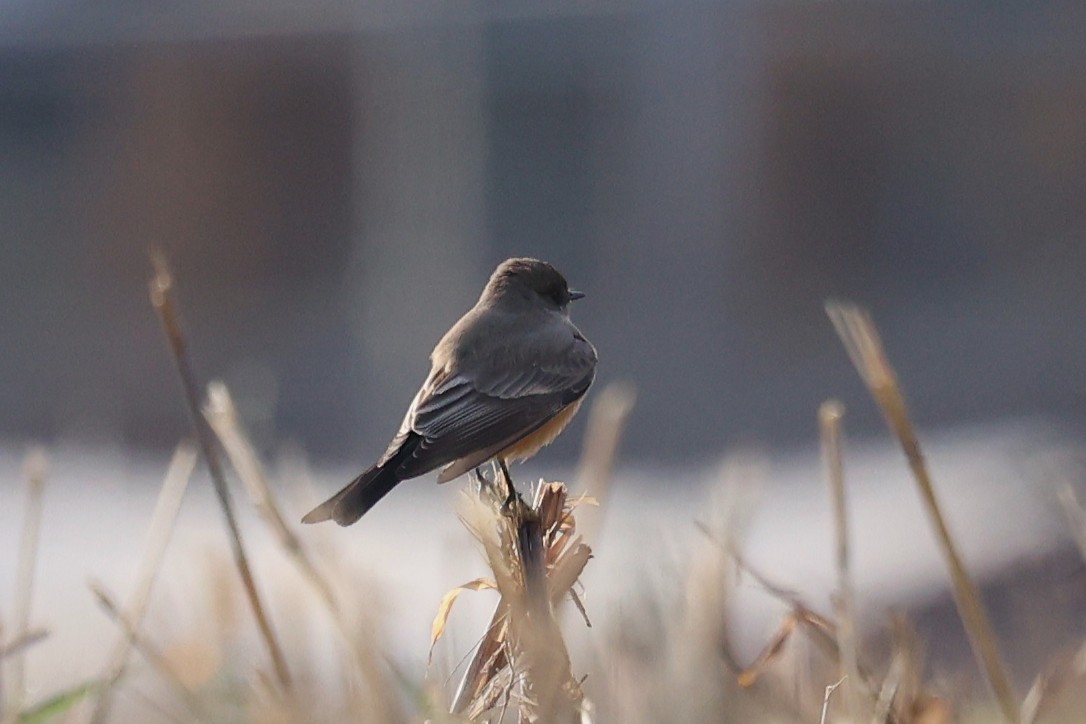 Say's Phoebe - ML646712575