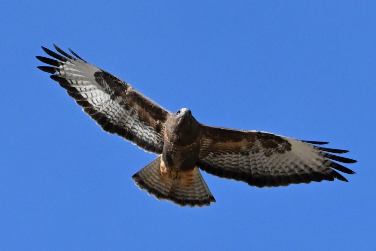 Канюк - ML646712576