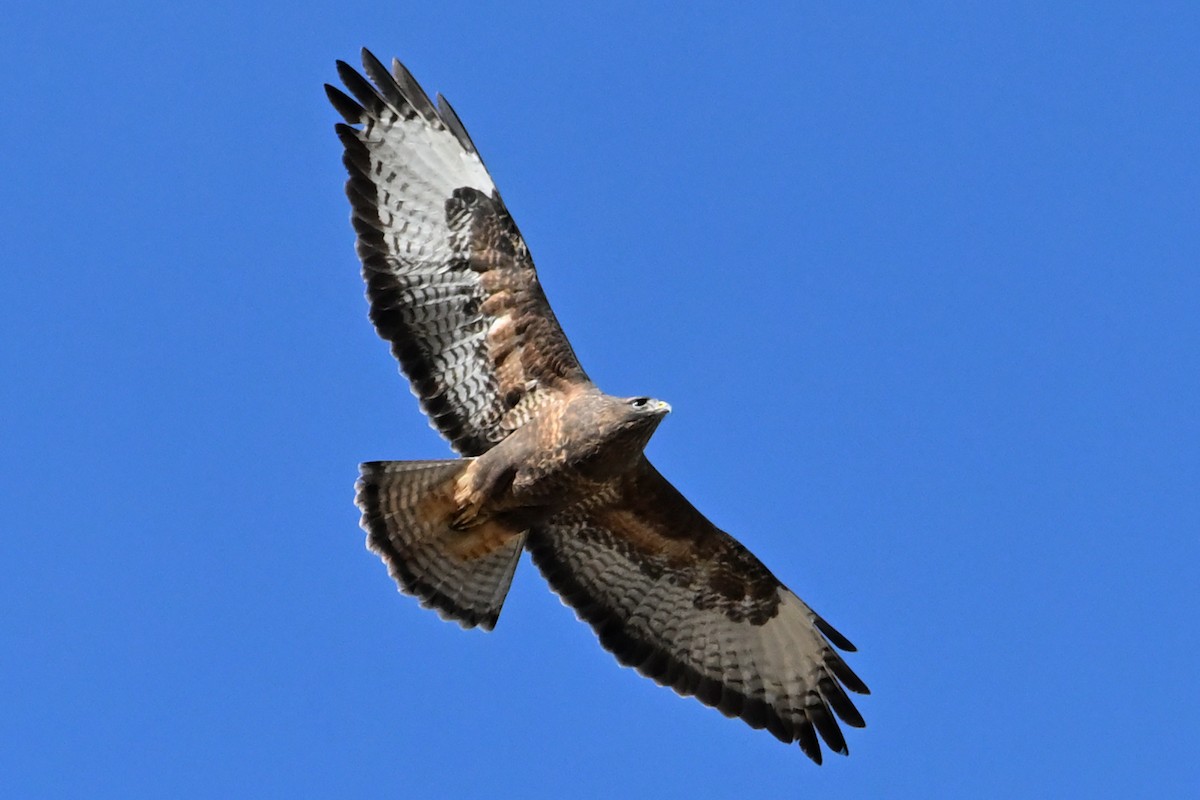 Канюк - ML646712577