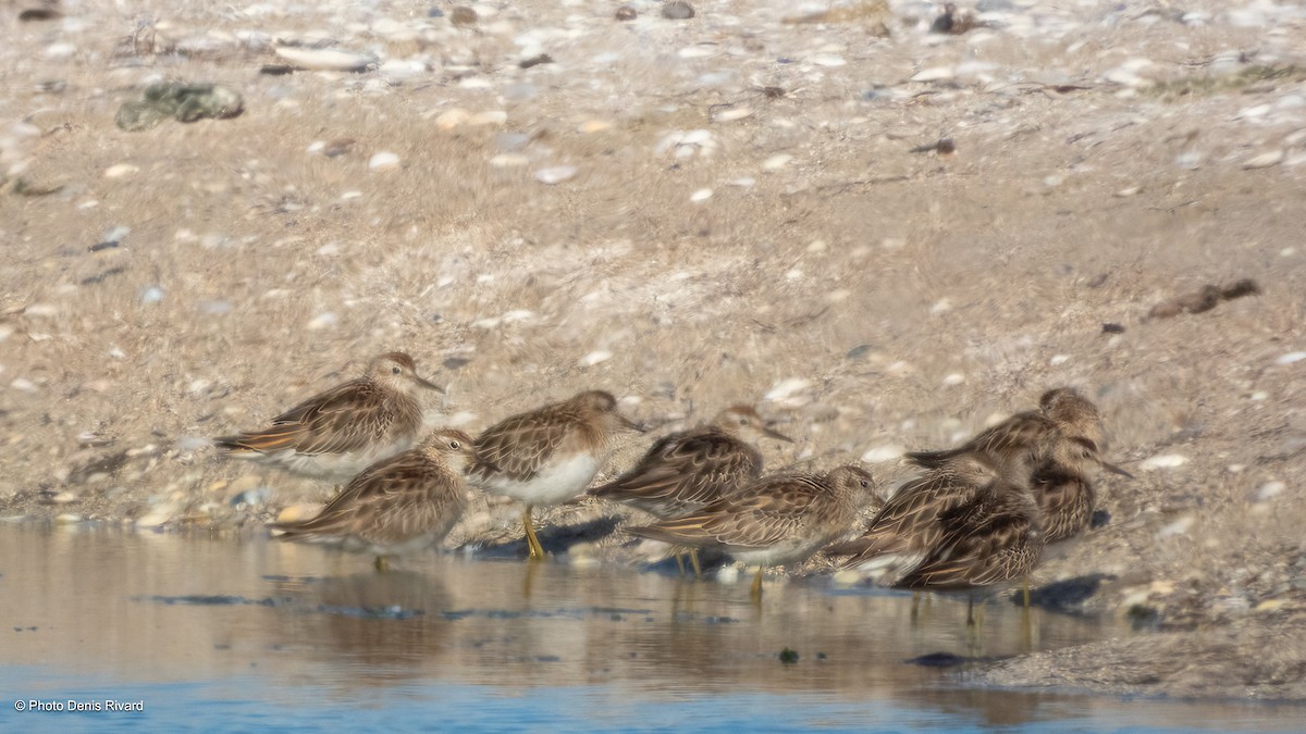 Sharp-tailed Sandpiper - ML646712579